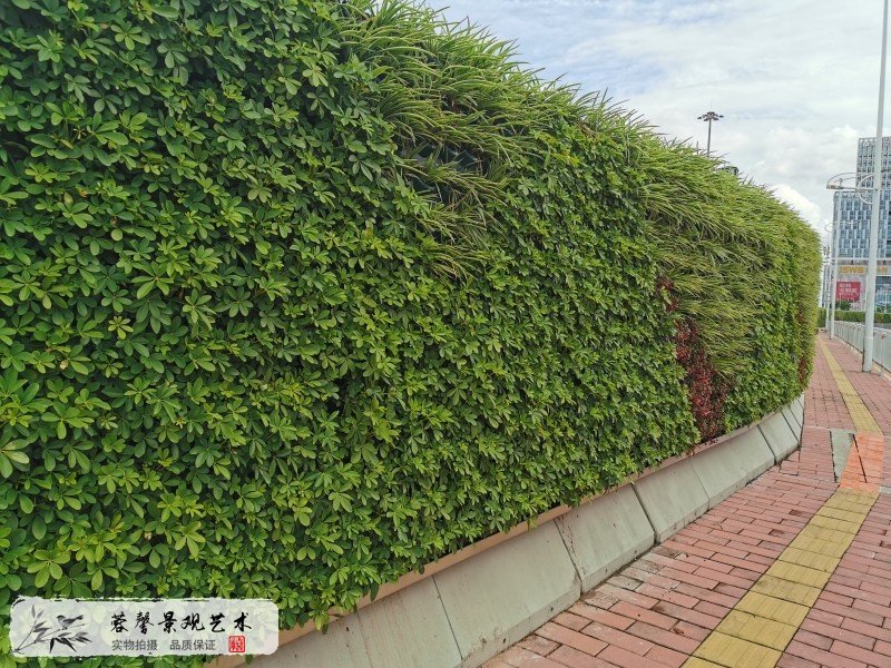 市政路綠化