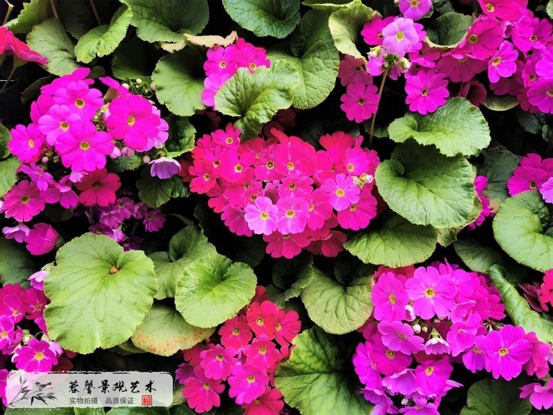 室外植物墻植物