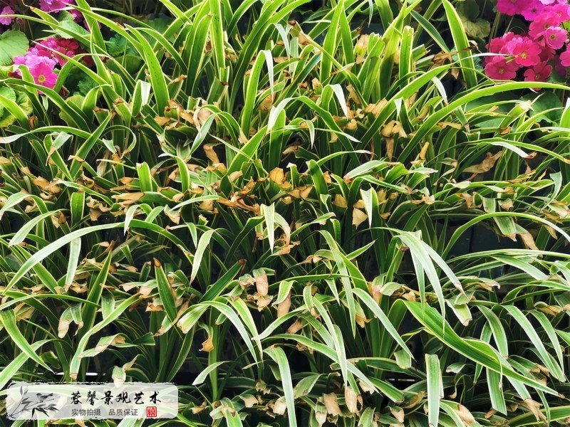 室外植物墻植物