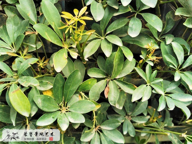 室外植物墻植物