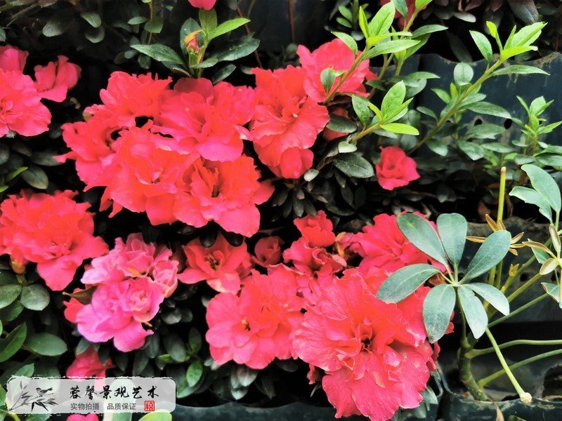 室外植物墻植物