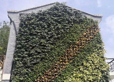 老式建筑物外墻植物墻