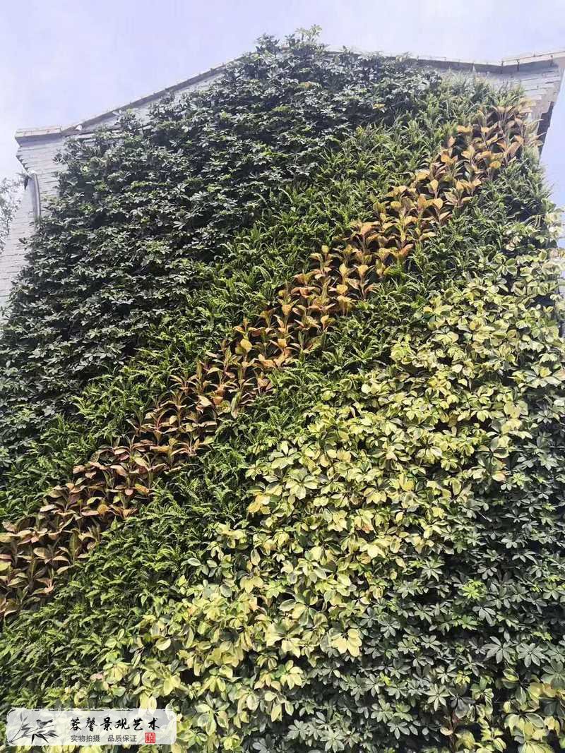 老式建筑物外墻植物墻