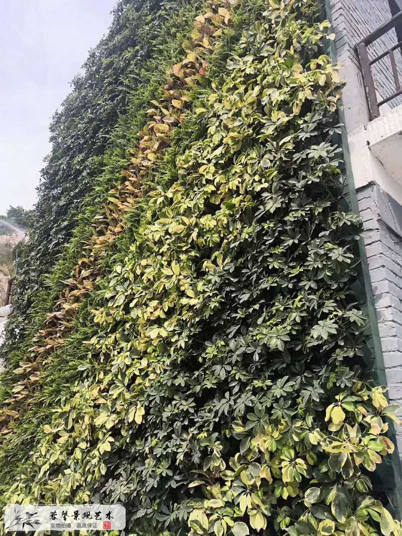 老式建筑物外墻植物墻