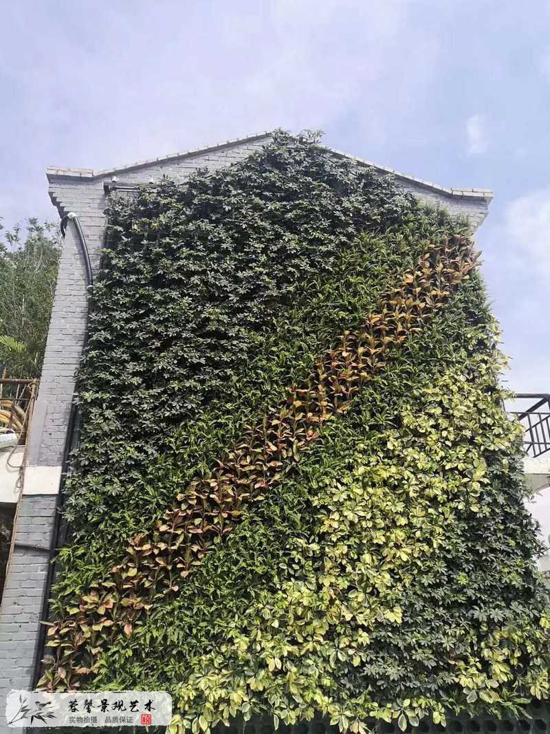 老式建筑物外墻植物墻