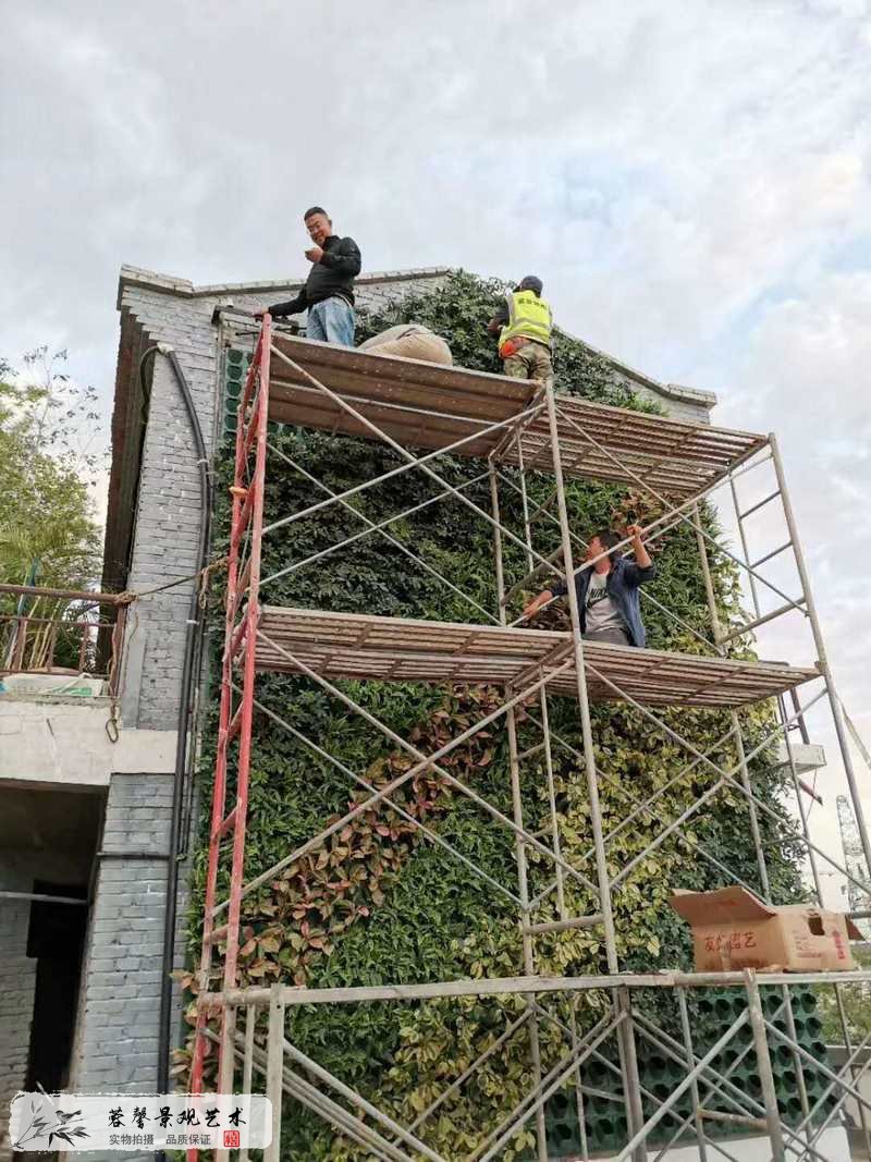 老式建筑物外墻植物墻