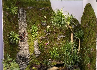 生態(tài)雨林微景觀