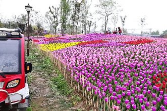 郁金香室外生態(tài)景觀