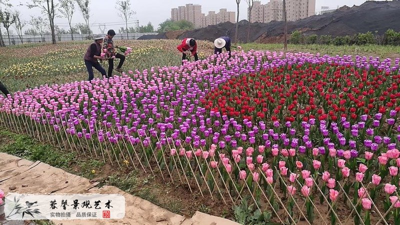 郁金香室外生態(tài)景觀