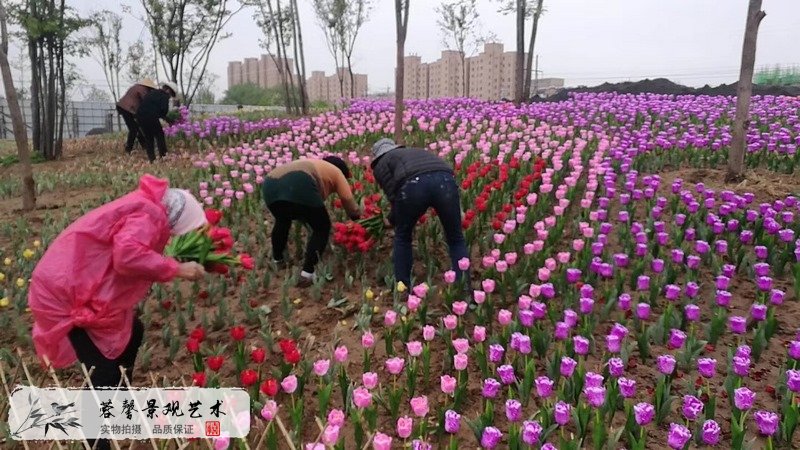 郁金香室外生態(tài)景觀