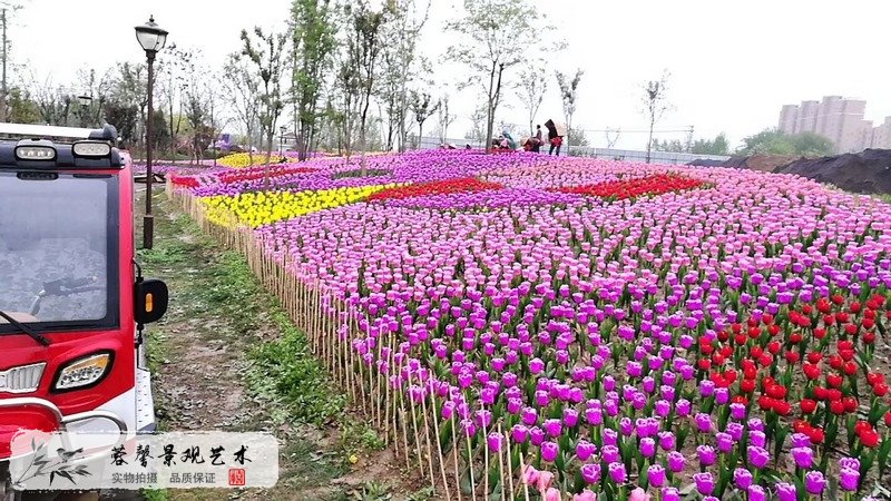 郁金香室外生態(tài)景觀