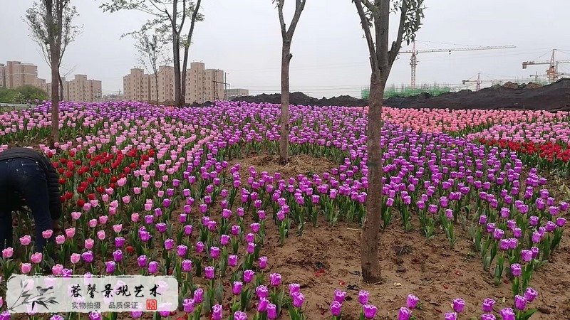 郁金香室外生態(tài)景觀