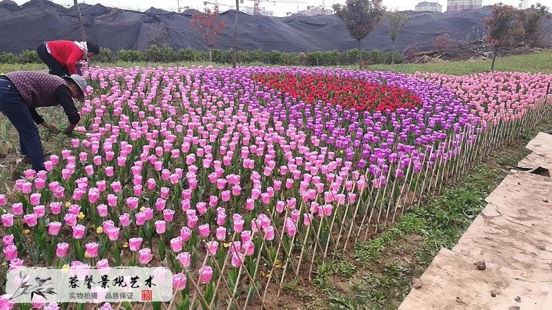 郁金香室外生態(tài)景觀