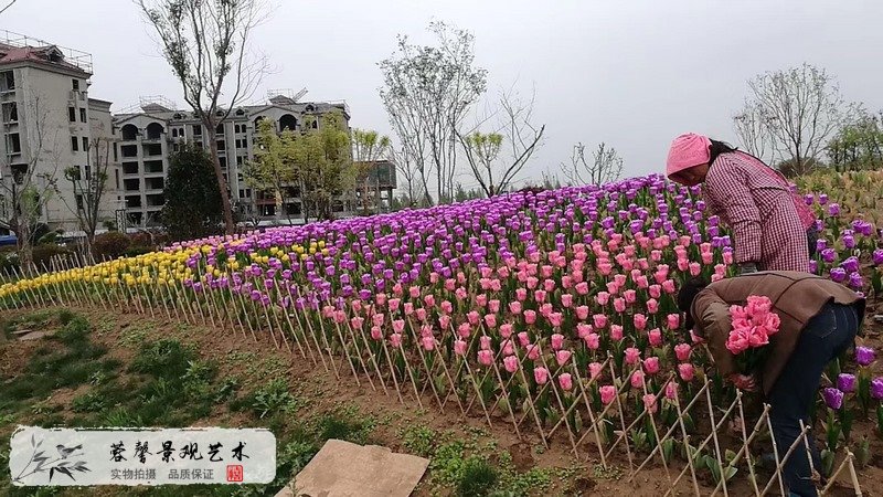 郁金香室外生態(tài)景觀