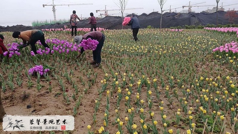 郁金香室外生態(tài)景觀