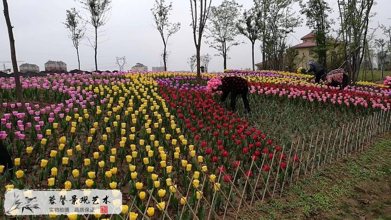 郁金香室外生態(tài)景觀