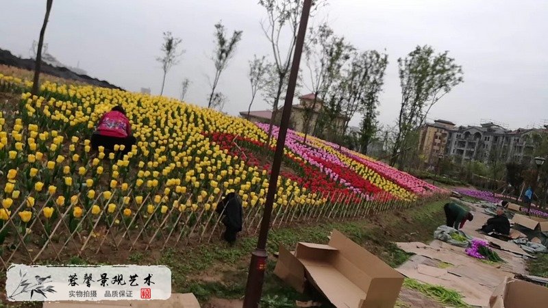 郁金香室外生態(tài)景觀