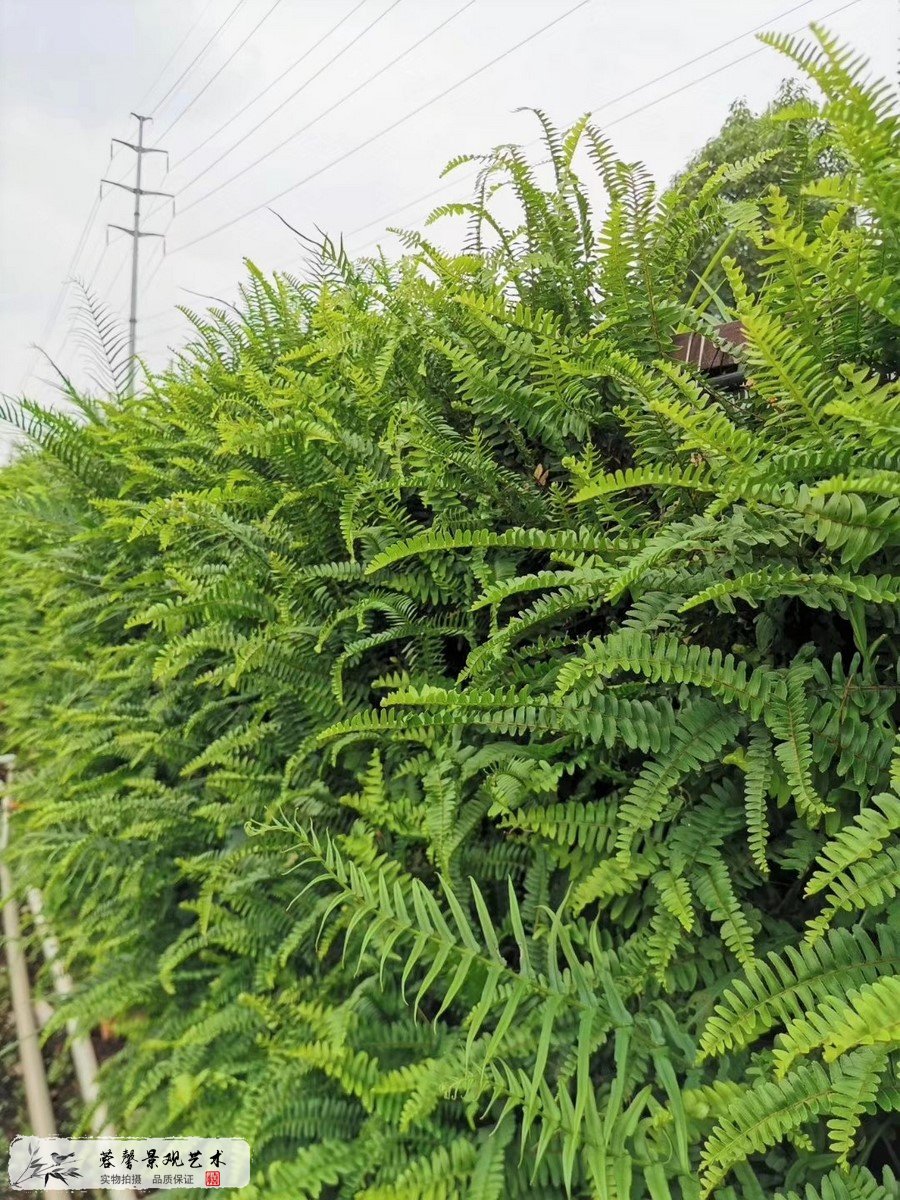 植物墻價(jià)值