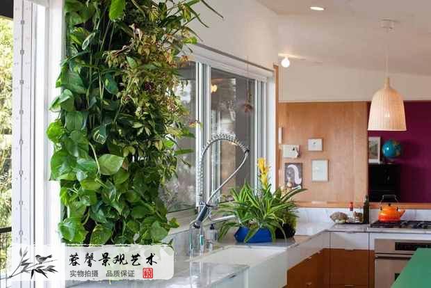 室內(nèi)植物墻植物
