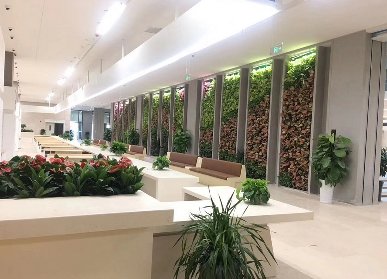 辦公室植物背景墻