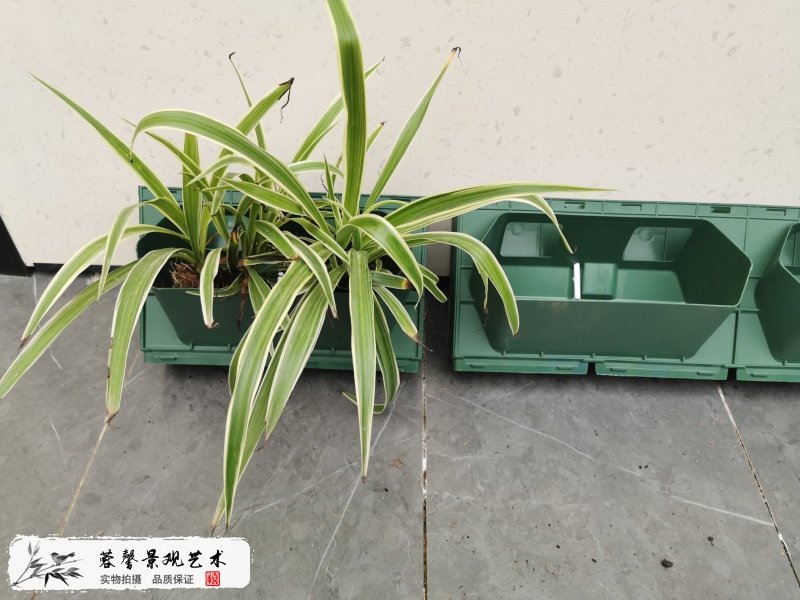 別墅垂直綠化
