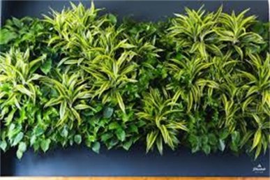 植物墻
