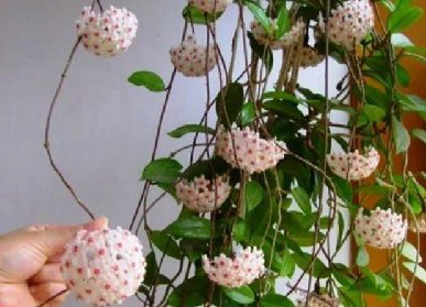 招財(cái)花