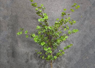 仿真吊鐘樹