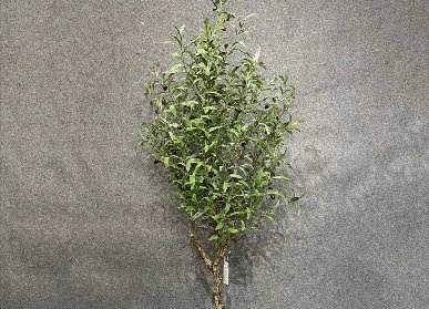 仿真橄欖樹